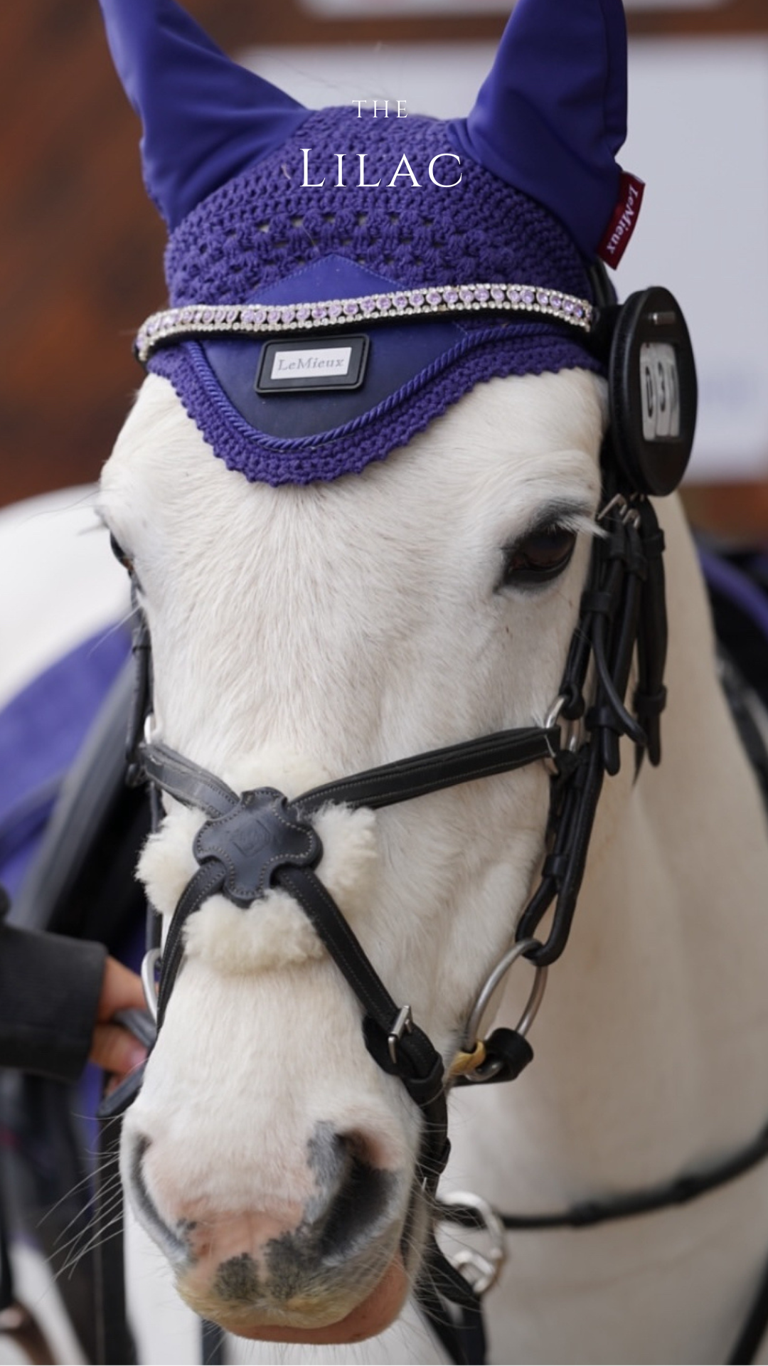 Lilac Brow Band